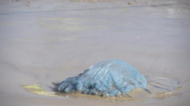 Ölü denizanası sahile vurmuş. Akdeniz kıyısındaki Rhopilema nomadica denizanası. Yengeçler kumun yanında koşar.
