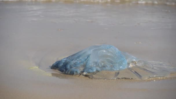 Tote Quallen Wurden Strand Angespült Rhopilema Nomadica Quallen Der Mittelmeerküste — Stockvideo