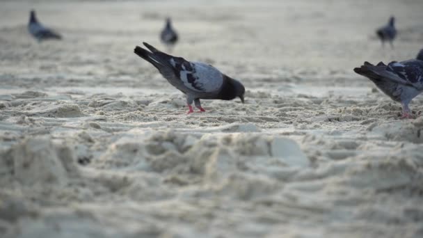 Pigeons Looking Food Eat Sandy Beach — Stock Video