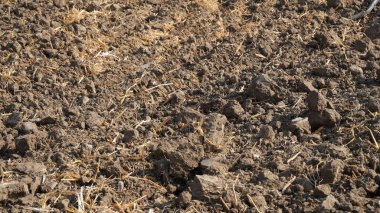 Tarımsal Arazi Yakın zamanda sürüldü ve hasat için hazırlandı
