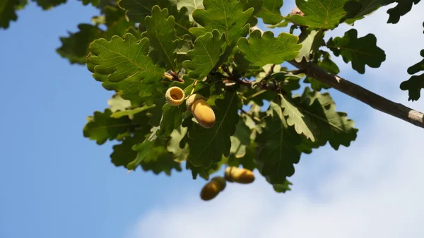 The acorn or oaknut, on a branch of oak tree with and green leaves