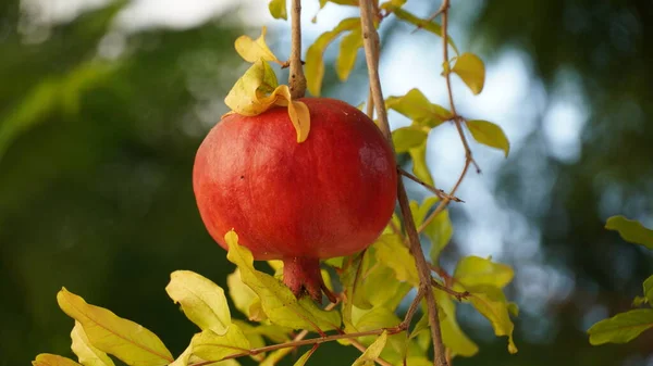 A pomegranate plant with ripe red fruit