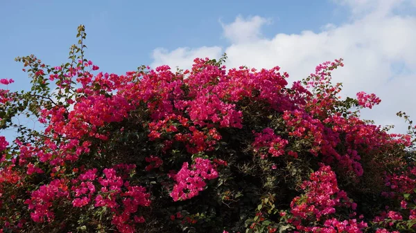 Flores Bougainvillea Bonitas Coloridas Arbusto Buganvília Vermelho Rosa Flores — Fotografia de Stock