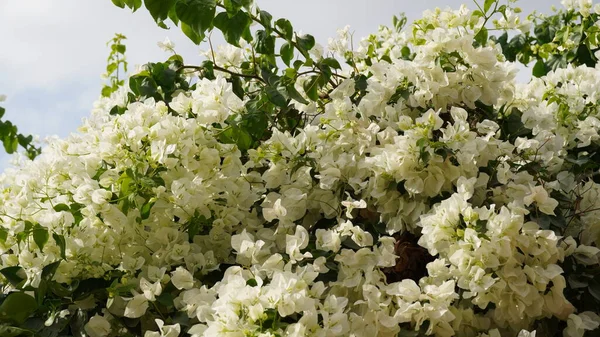 美丽多姿多彩的花 白色的小花 灌木和花朵 — 图库照片