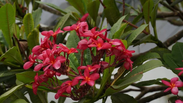 Plumeria Vermelho Flores Cacho Flor Perto — Fotografia de Stock