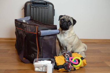 Hayvanlarla seyahat etmek için en gerekli olanı. Pug dog taşıyıcının yanında oturur ve yolculuk için bekler.