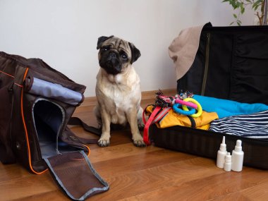 Hayvanlarla seyahat etmek için bir bavul. Pug dog köpek taşıyıcısının yanında oturur ve yolculuk için bekler.