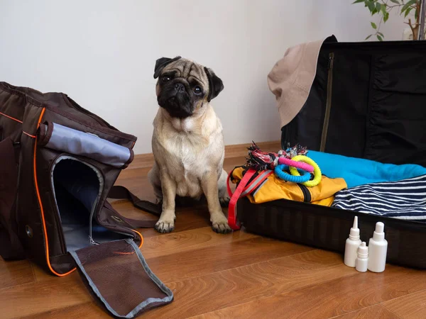 Hayvanlarla seyahat etmek için bir bavul. Pug dog köpek taşıyıcısının yanında oturur ve yolculuk için bekler.
