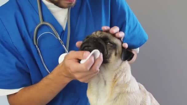 Veteriner pamukla gözünü siliyor. Veteriner kliniğinde köpek gözünden irin çıkarmak. — Stok video