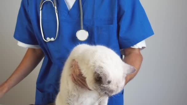 Κτηνίατρος ξεπλένει τη μύτη με μια σύριγγα με φυσιολογικό ορό. Θεραπεία της μύτης snuffle λοίμωξη και rheum οικιακή γάτα σε μια κτηνιατρική κλινική — Αρχείο Βίντεο