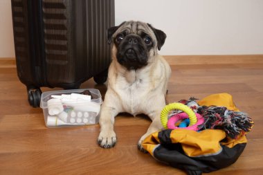 Hayvanlarla seyahat etmek için bavul hazırlıyorum. Pug dog seyahat bekliyor.
