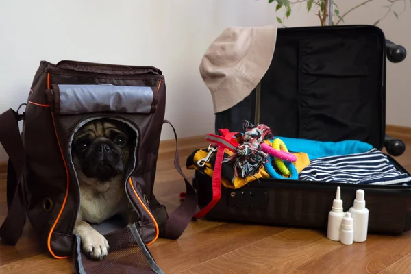 Pack de equipaje para viajar con mascotas. Pug dog se sienta en el portador del perro y espera un viaje —  Fotos de Stock