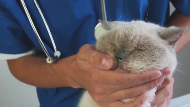 一名兽医在诊所检查家猫的健康情况.宠物护理和兽医的概念. — 图库视频影像