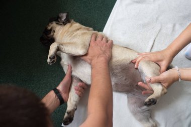 Veteriner kliniğinde hayvan masajı. Köpekler için fizik tedavi.