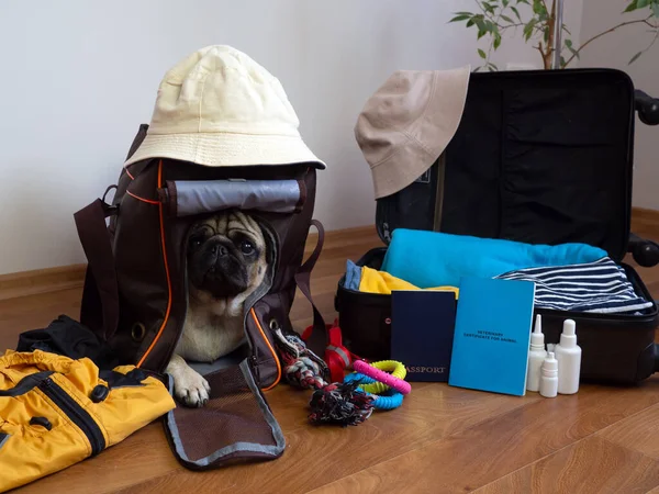 Pack of luggage for traveling with pets. Pug dog sits in dog carrier and waiting for a travel