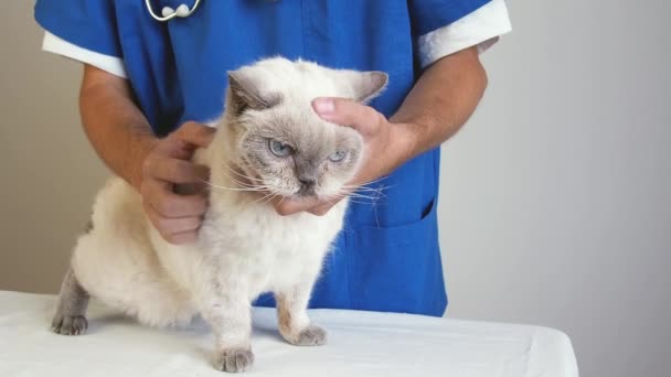 ใกล้ชิดชายสัตวแพทย์ตรวจสอบสุขภาพแมวในคลินิก แนวคิดของการดูแลสัตว์เลี้ยงและสัตวแพทย์ . — วีดีโอสต็อก