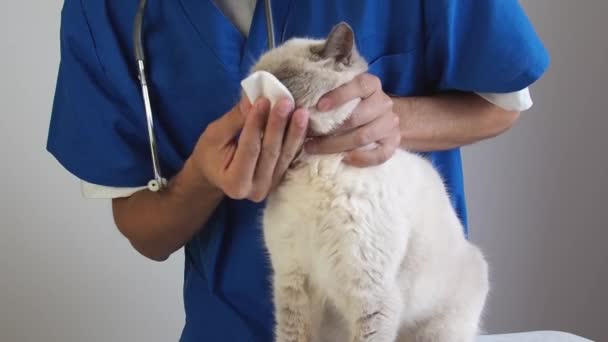 Veterinarian wipe the nose with a cotton pad. Treatment of nose infection snuffle and rheum domestic cat in a veterinary clinic — Stock Video
