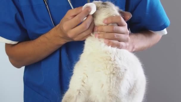 Veterinären torkar näsan med en bomullspad. Behandling av nästäppa och reum tamkatt på veterinärklinik — Stockvideo