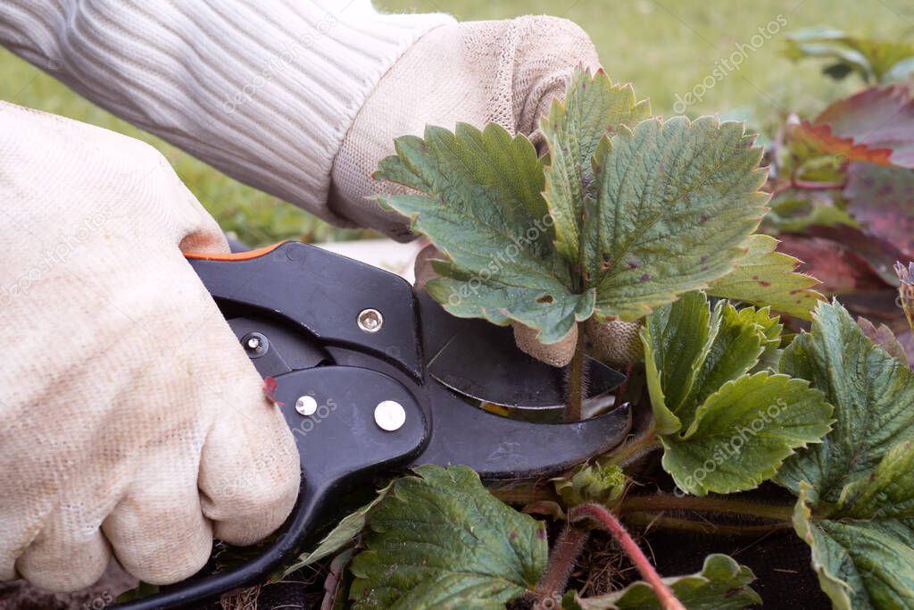 Woman gardener cut old strawberry runners and leaves with secateurs in autumn garden. Seasonal garden work and farming.