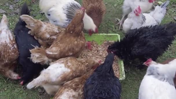 Een groep kippen knabbelt uit een pan op het platteland. Sluit de kip. — Stockvideo