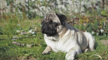 Güneşli bir günde, şehir parkındaki çimlerin üzerinde tatlı, genç bir köpek uzanır. Köpek yorgun. 