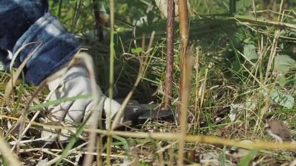 Tukang kebun menggunakan potongan pemangkas kebun dan menumbuhkan kembali semak raspberry di sebuah taman musim gugur untuk panen yang baik tahun depan — Stok Video