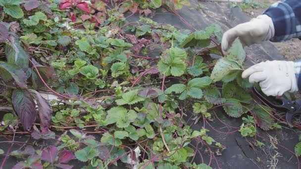 Vrouw tuinman gesneden oude aardbeien lopers en bladeren met snoeischaar in de herfst tuin. Seizoensgebonden tuinwerk en landbouw, — Stockvideo