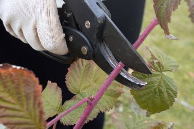 Bahçıvan kadın bahçe budama makinesi kullanıyor ve gelecek yıl iyi bir hasat için bir sonbahar bahçesinde ahududu çalısını gençleştiriyor. Yakın plan. 