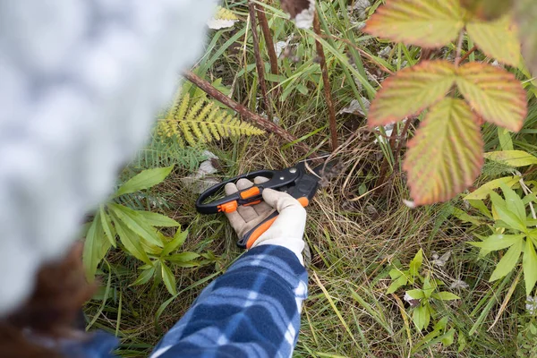 Gärtnerin mit Gartenschere schneidet und verjüngt im Herbst einen Himbeerstrauch für eine gute Ernte im nächsten Jahr. Nahaufnahme — Stockfoto