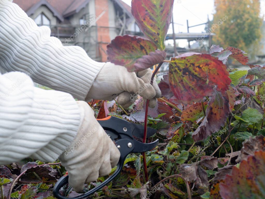 Pruning shears old leaves of strawberry autumn. Season work in the garden