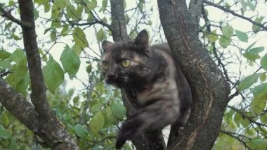 Bahçedeki ağacın dalında üç renkli kedi. Kırsal kesimde hayvanlar doğada yürüyor. Kedilerin kötü bir yaşam tarzı vardır.
