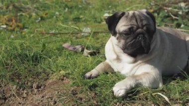 Güneşli bir günde, şehir parkındaki çimlerin üzerinde tatlı, genç bir köpek uzanır. Kopyalama alanı olan köpek.