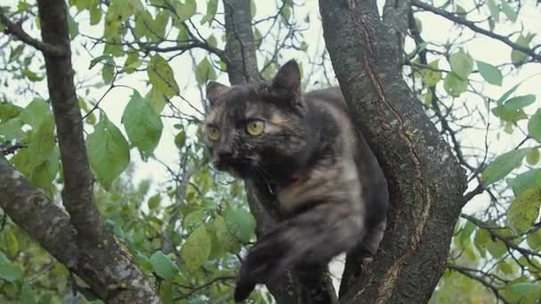 Drie gekleurde kat op tak van de boom in de tuin. Huisdier wandelen op de natuur op het platteland. Kat hebben villiage levensstijl — Stockvideo