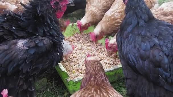 Grupo de gallinas mordisquea se alimenta de una sartén en el campo. Cierra el pollo. — Vídeo de stock