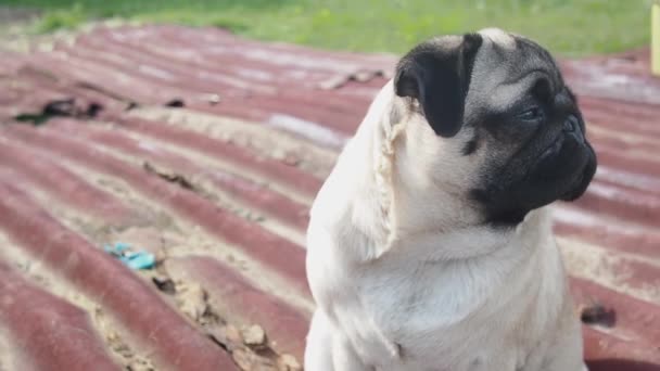 Милий молодий мопс сидить у міському парку в сонячний день. Портрет втомленого собаки з копіювальним простором . — стокове відео