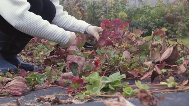 Donna giardiniere tagliato vecchi corridori di fragole e foglie con forbici in giardino d'autunno. Lavori di giardinaggio stagionale e agricoltura, — Video Stock