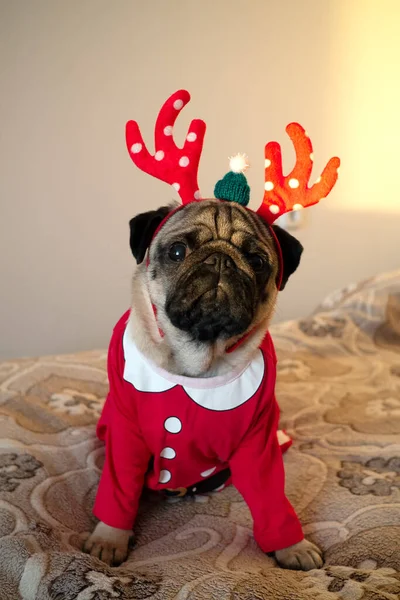 Rolig och söt mops hund i julen rådjur horn tittar på kameran. Nytt år och jul gratulationskort koncept. Vertikal. — Stockfoto