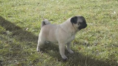 Ters hapşırma sendromu brachycephalic pug dog. Yumuşak damakta ve boğazda tahriş.