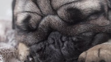 Şirin, yorgun ve tembel köpeğin yüzünü kapat ve yatakta uyu..