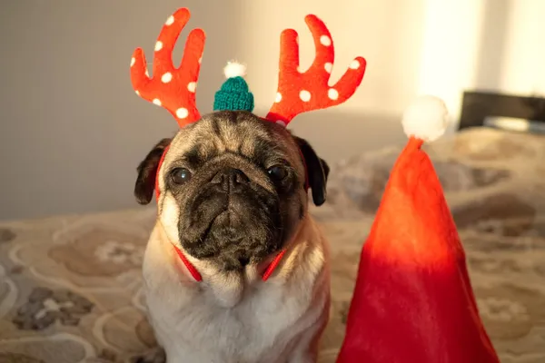 Chien chiot drôle et mignon en cornes de cerf de Noël regardant la caméra. Nouvel an et Noël concept de carte de voeux — Photo