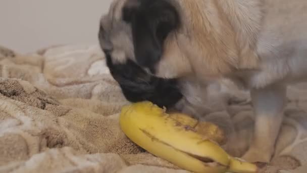 Χαριτωμένο σκυλί pug τρώει μια μπανάνα στη φλούδα από κοντά. υγιεινό σνακ για κατοικίδια ζώα. — Αρχείο Βίντεο