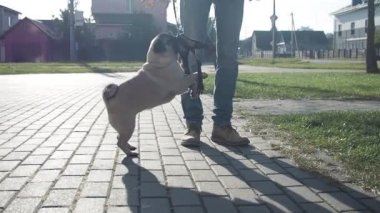 Adam dışarıda köpeğiyle oynuyor. Köpeğine koşum takımı takıyor..