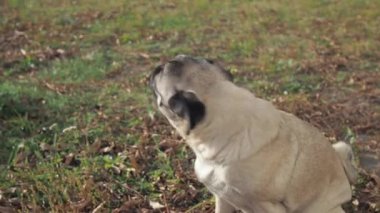 Yeşil çayırda köpek yiyen otlar. Pug komik çiğneme çimenleri yakın.