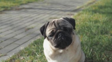 Sakin ve güzel bir boksör köpeğinin portresi kameraya bakar ve başını doğaya çevirir..