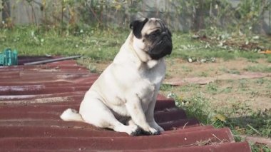 Güneşli bir günde şehir parkında çimlerin üzerinde oturan sevimli, genç bir köpek. Etrafına bakar ve başını çevirir.