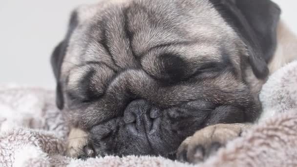 Zbliżenie twarz cute zmęczony i leniwy pies mops spać na łóżku. — Wideo stockowe