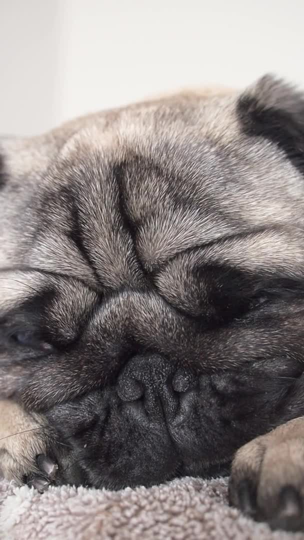 Close-up gezicht van schattig moe en lui pug hond slapen op bed. — Stockvideo