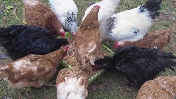 Група курей-несучок харчується з каструлі в сільській місцевості. крупним планом курка . — стокове відео