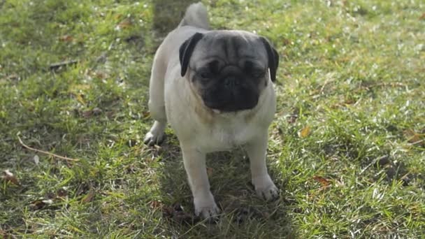 Reverse sneezing syndrome brachycephalic pug dog. Irritation of the soft palate and throat. — Stock Video