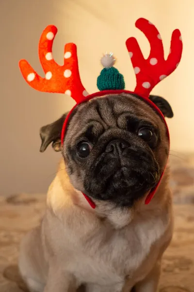 Divertido y lindo perro pug en cuernos de ciervo de Navidad mirando a la cámara. Año nuevo y el concepto de tarjeta de felicitación de Navidad. Vertical. — Foto de Stock